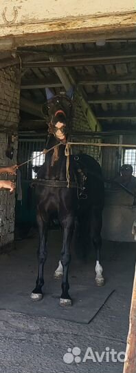 Орловский рысак