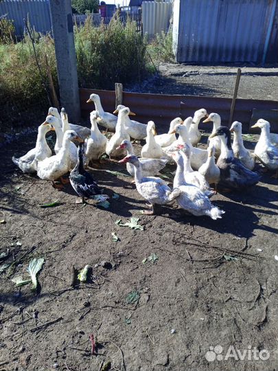 Продам уток