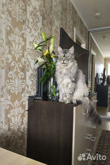 Кот мейн-кун
