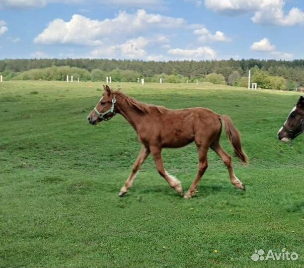 2 жеребчика