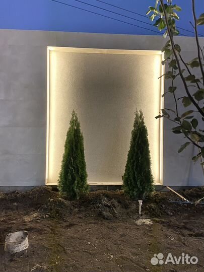 Туя смарагд