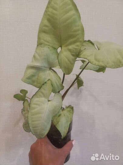 Сингониумы сортовые