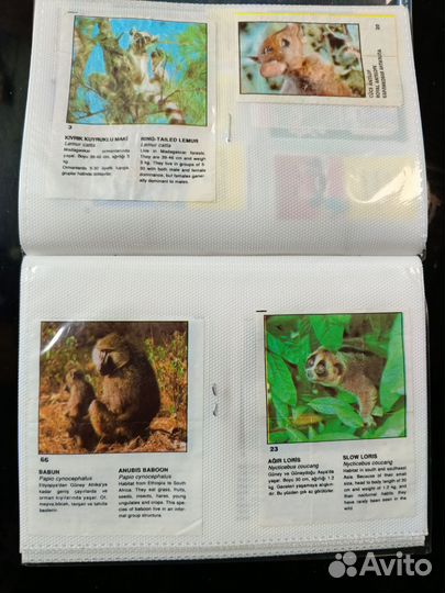 Вкладыши от жвачек 4