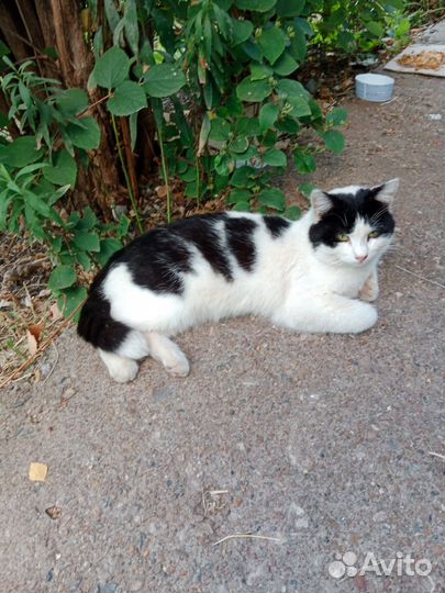 Котики бесплатно в добрые руки