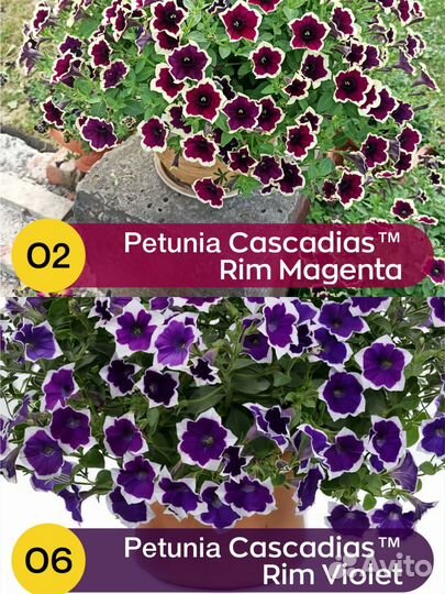 Петуния, Алиссум, будра, лизимахия