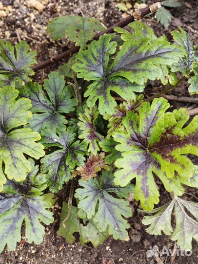 Гейхера Сашей, Тирамису и др