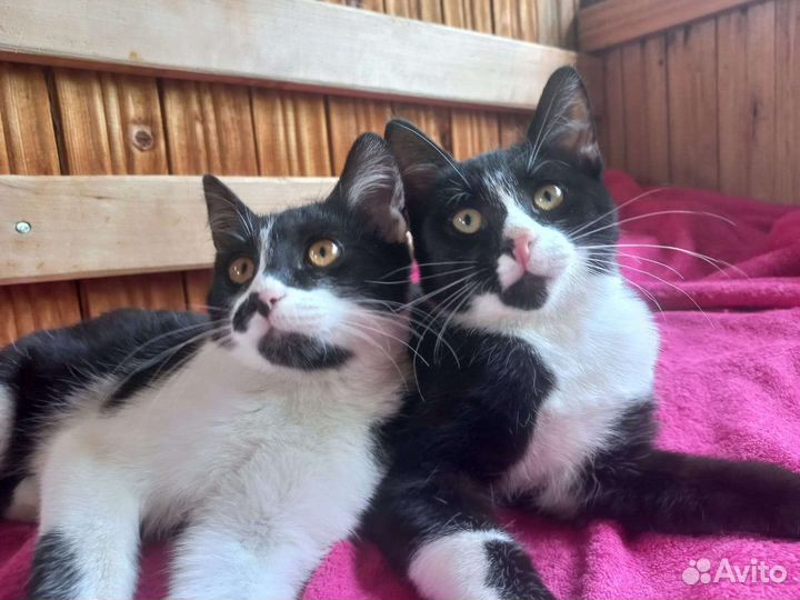 Котята чумазые