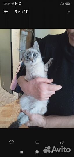 Отдам в добрые руки