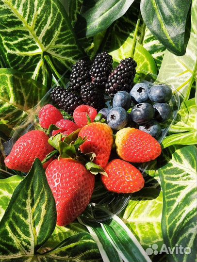 Ежевика свежая