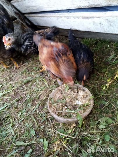 Молодые петушки