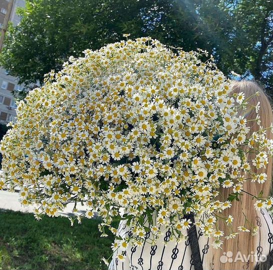 Цветы ромашки. Букеты ромашек. Цветы доставка