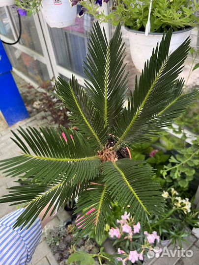 Цикас революта