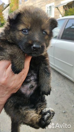 Щенок 2 мес