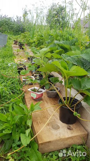 Рассада клубники (укорененные усы)