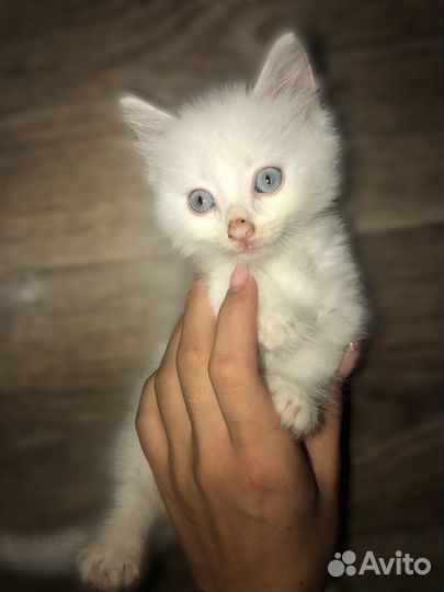 Добрые и ласковые котята в добрые руки