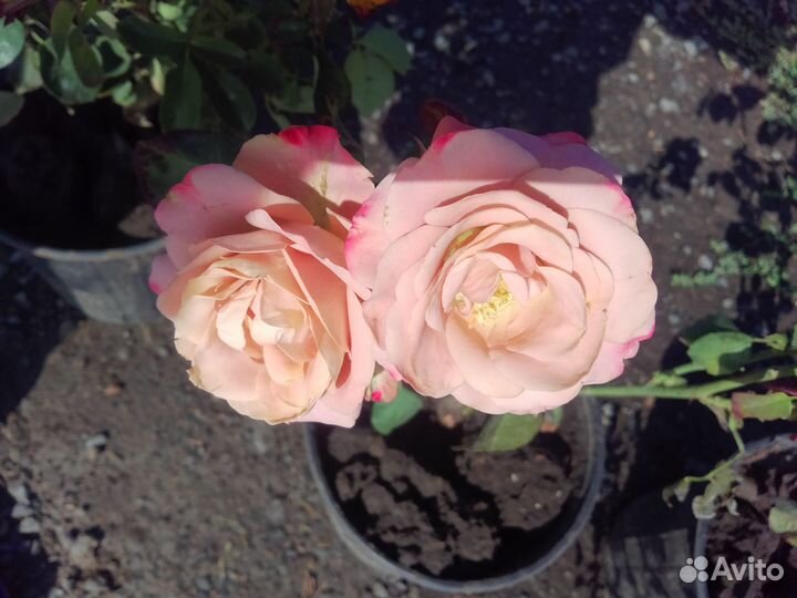 Кустовые розы саженцы