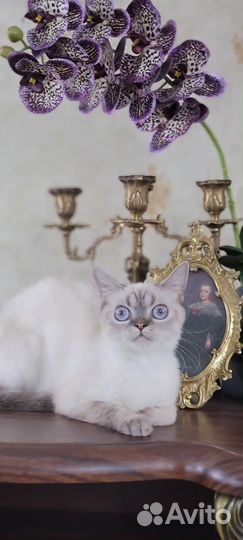 Ищем дом молодой кошке