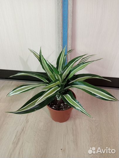 Комнатные растения. Драцена Малайка