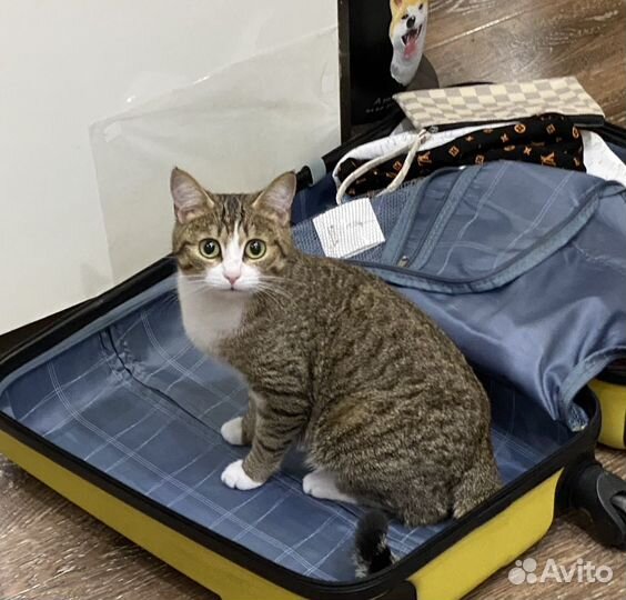 Котята от домашней кошки