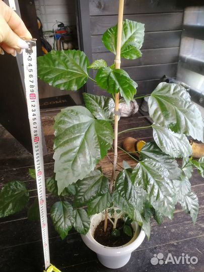 Цветы домашние