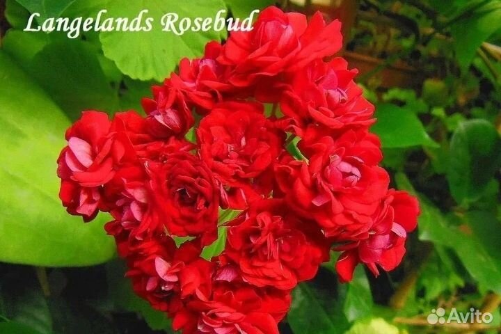 Пеларгония герань розебудная