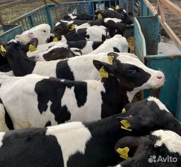 Телята бычки