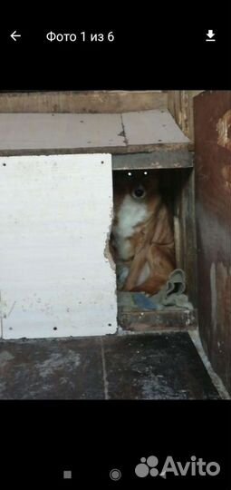 Собака ищет дом