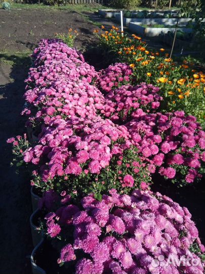 Хризантемы мультифлора