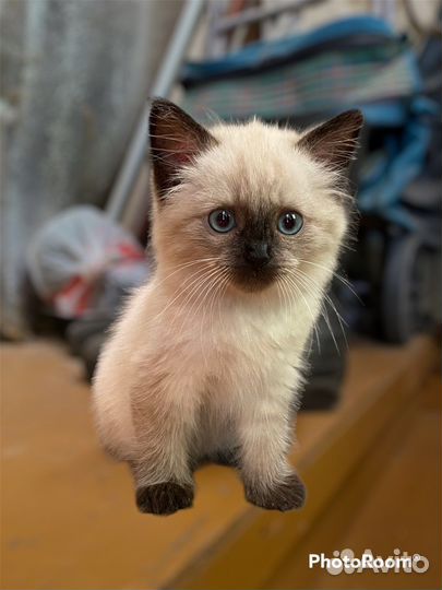 Отдам котят в добрые руки 1месяц и 7месяцев