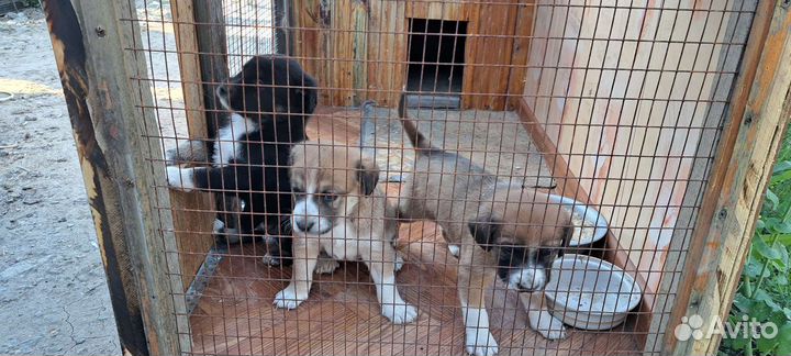 Собачья конура