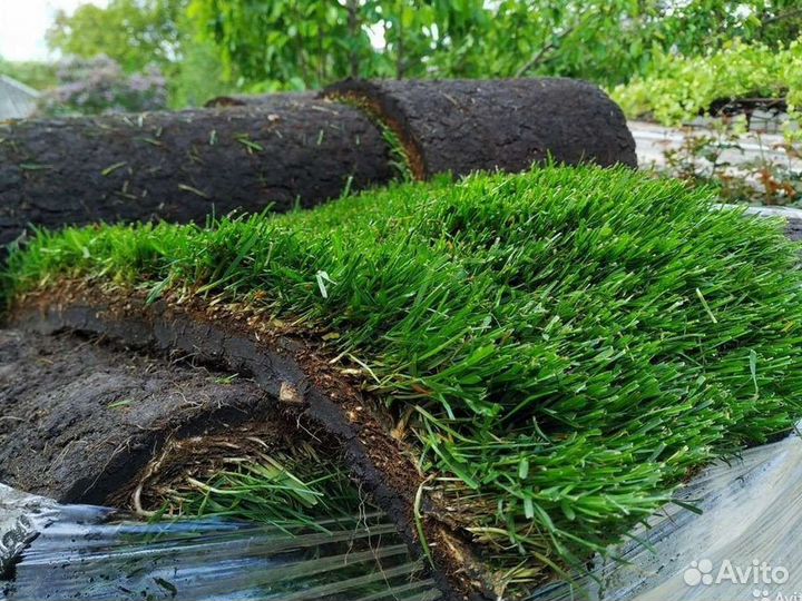 Рулонный газон