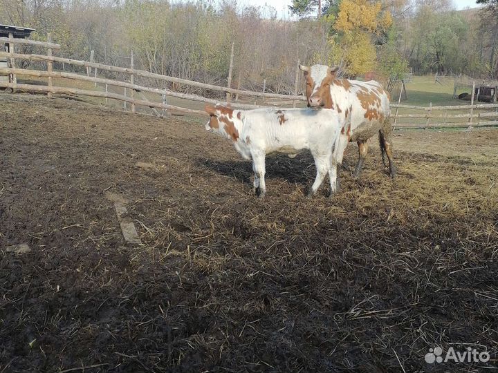 Телочки и бычки