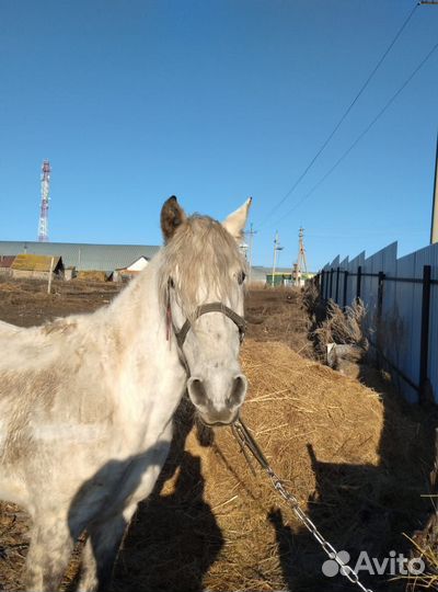 Продам лошадь