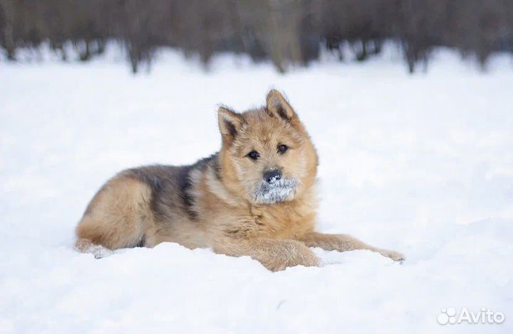 Щенок в добрые руки бесплатно