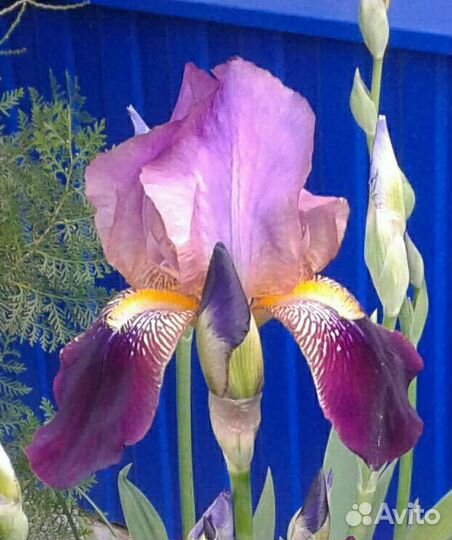 Ирисы бородатые
