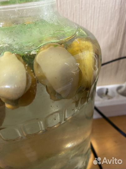 Улитки аквариумные ампулярии