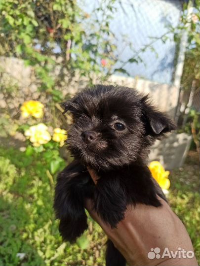 Йорки цветная группа