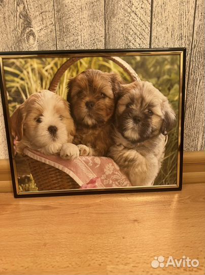 Картина собачки