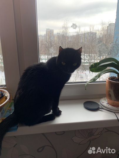 Кошки в добрые руки бесплатно