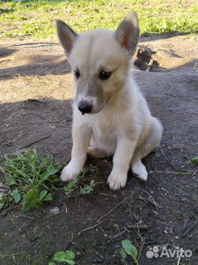 Западно сибирская лайка