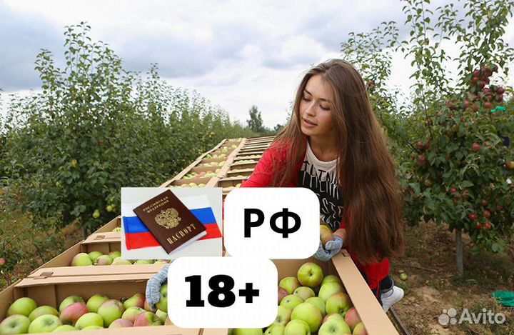 Работа Сборщиком яблок вахта