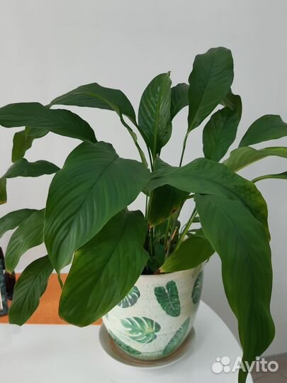 Комнатные растения