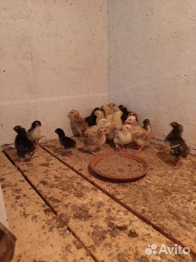 Яйцо гуся, утки, цесарки