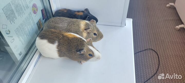 Морская свинка