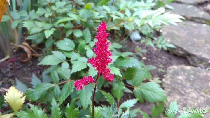 Многолетники из своего сада