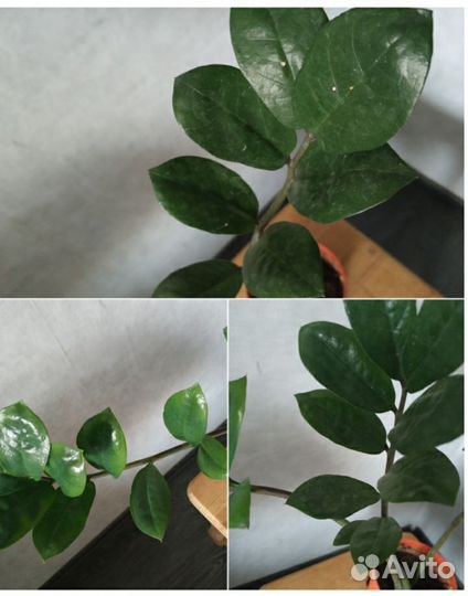 Замиокулькас