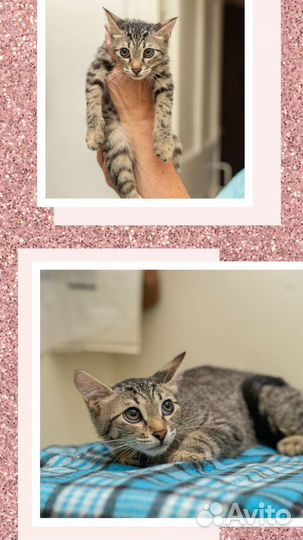 Симпатичные котята