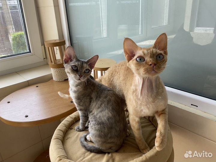 Девон-рекс великолепные котята