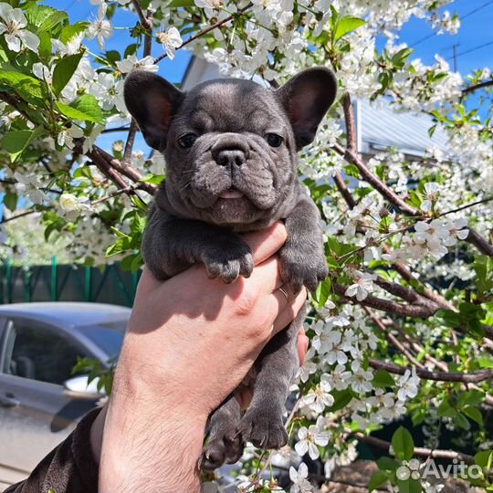 Французский бульдог