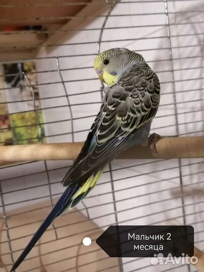 Волнистый попугай